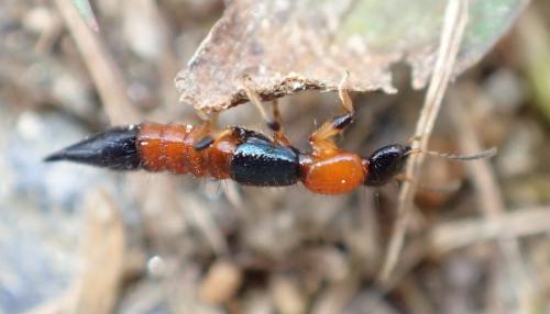 Réf. 276 482 : Paederus sp.
